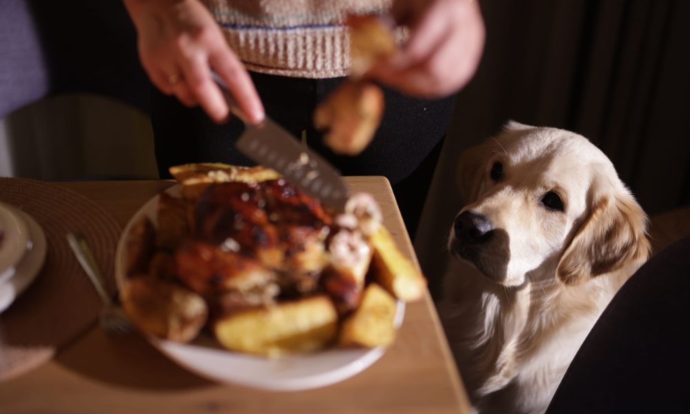 Can Dogs Eat Turkey