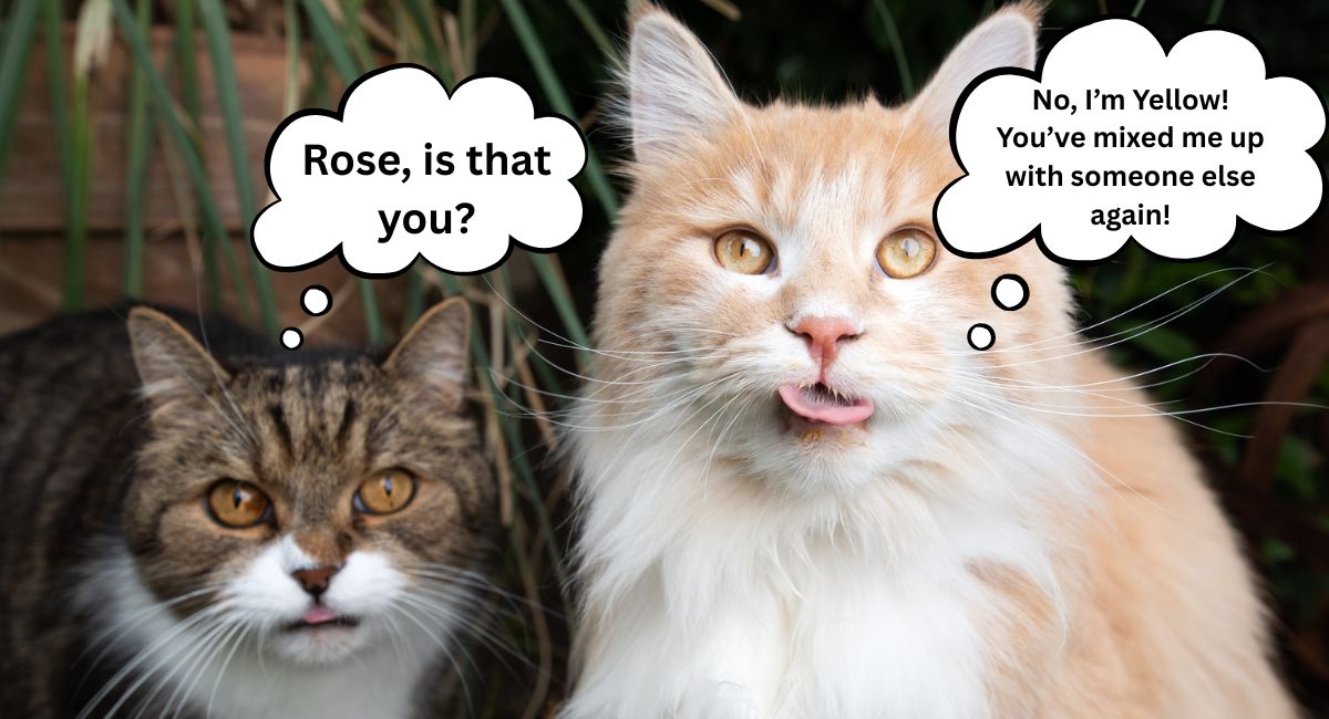 Two domestic cats sitting close together at home, looking toward each other in a familiar indoor setting.