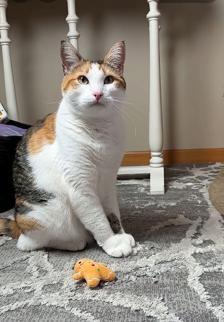 Calico cat sitting on a gray rug, looking attentively toward its owner with ears raised