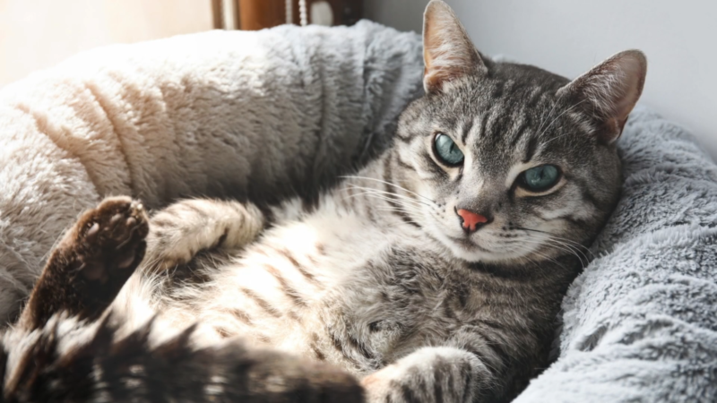 Gray tabby cat with green eyes lying on its back in a soft, plush pet bed.