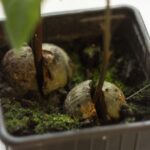 How to Grow Avocado From Pit