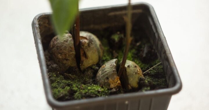How to Grow Avocado From Pit