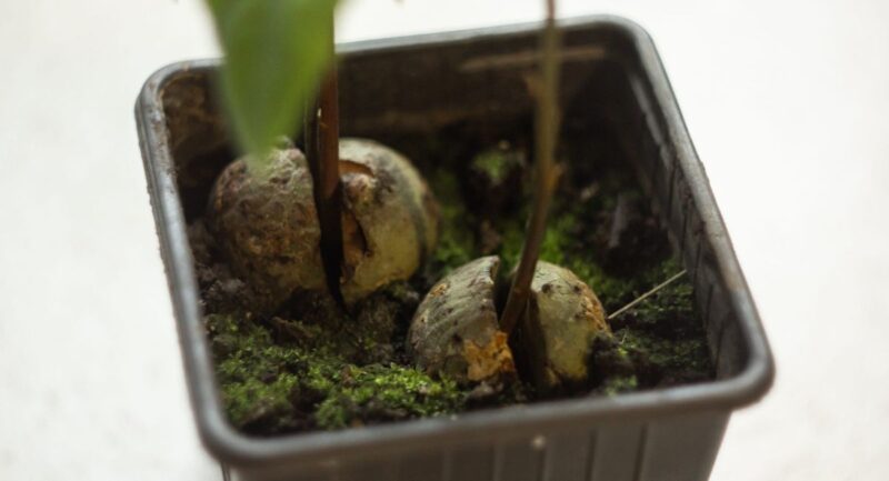 How to Grow Avocado From Pit
