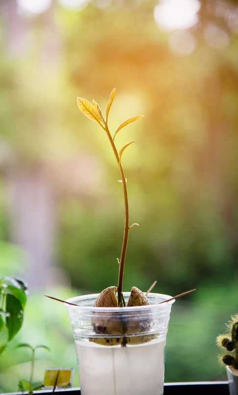 Young avocado plant growing from a seed suspended over water in a clear cup with toothpicks.
