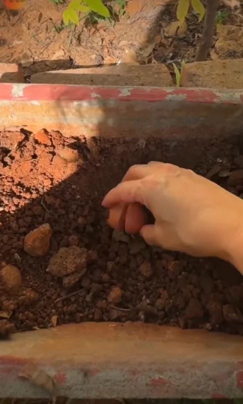Hand placing an avocado seed into loose soil in an outdoor planting container.