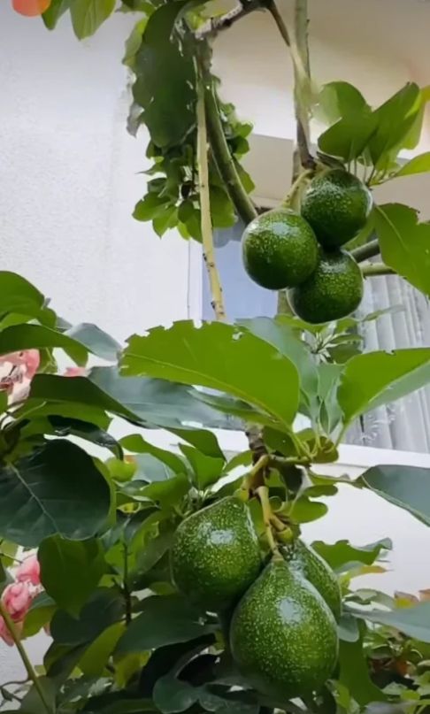 Several green avocados hanging from the branches of a mature fruit-bearing avocado tree.