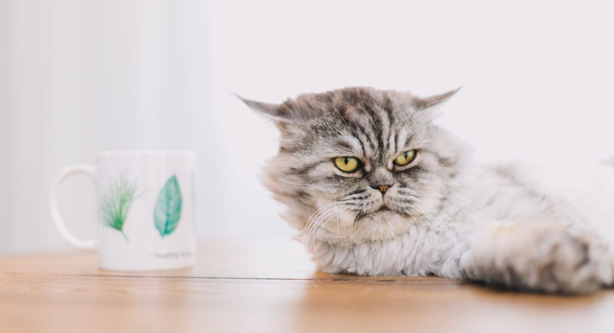 Fluffy gray cat lying on a wooden table, looking unimpressed as if ignoring its owner's call.